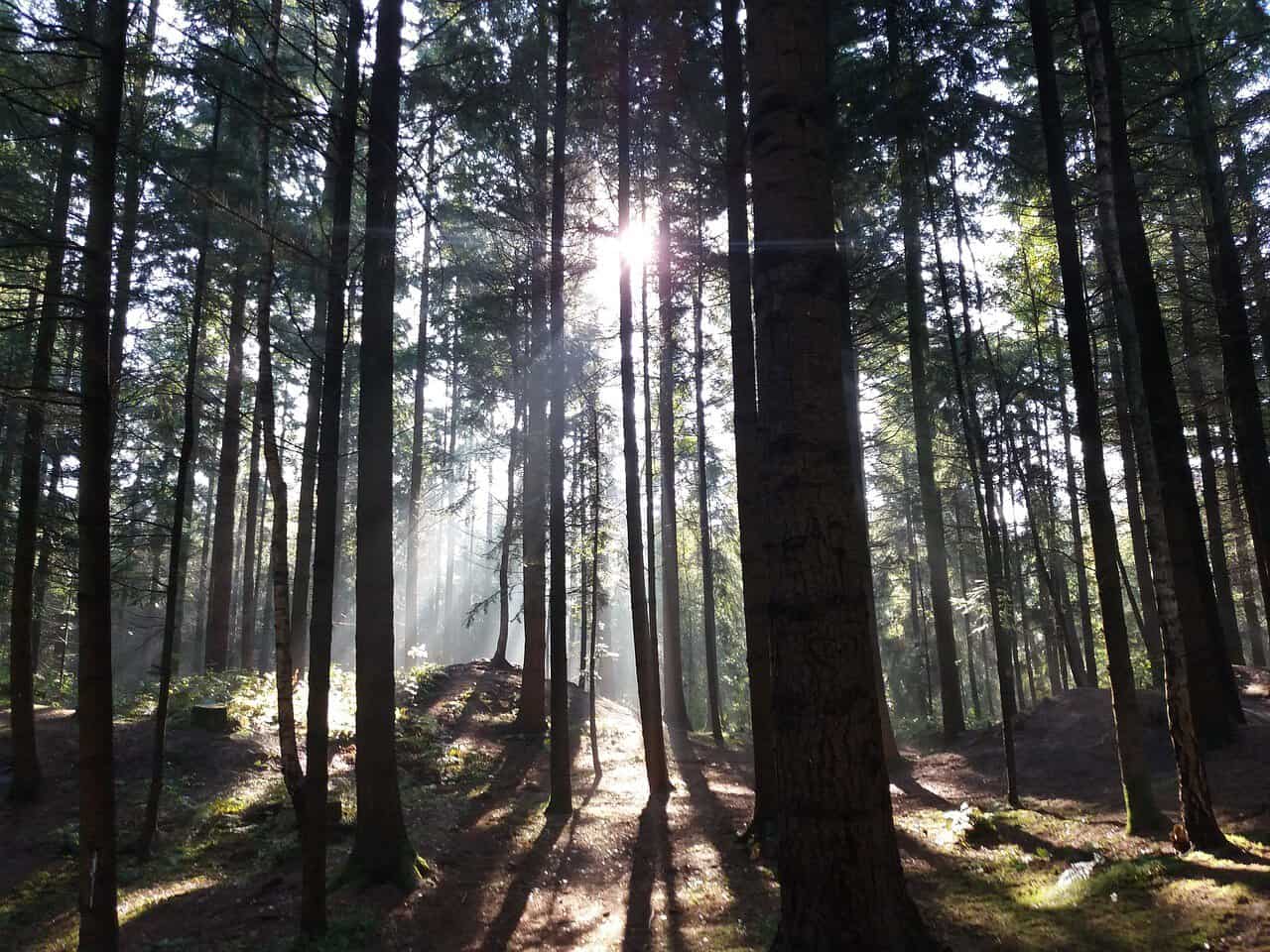 Hauks Notfallplan: Geld allein wird unseren Wald nicht retten – Piraten fordern tiefgreifende Entscheidungen